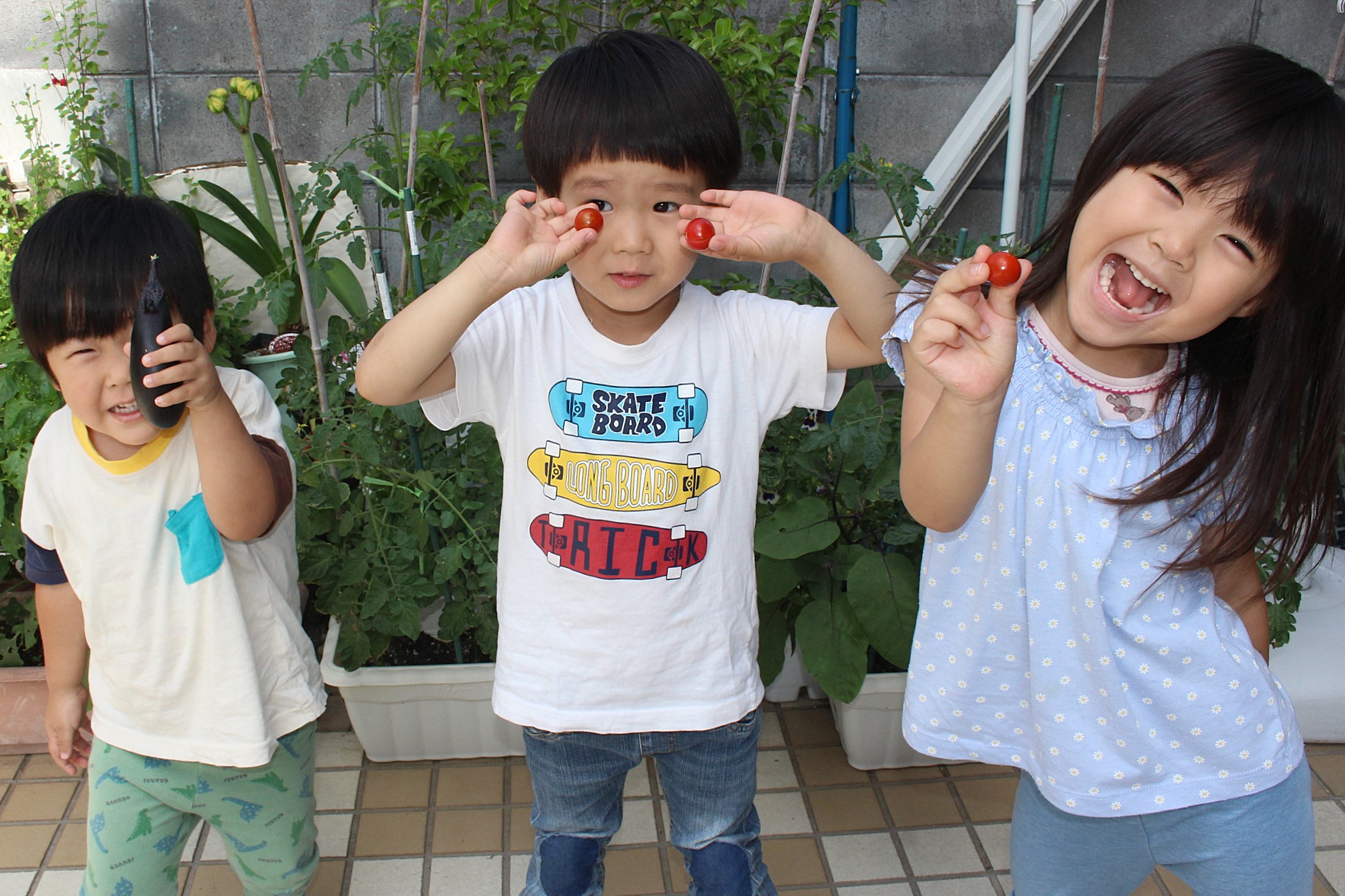 2026年6月中旬　夏野菜の収穫が始まりました