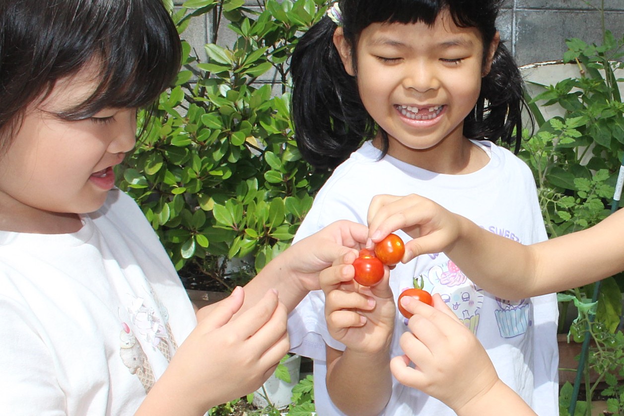 2025年6月下旬　夏野菜の収穫が始まりました
